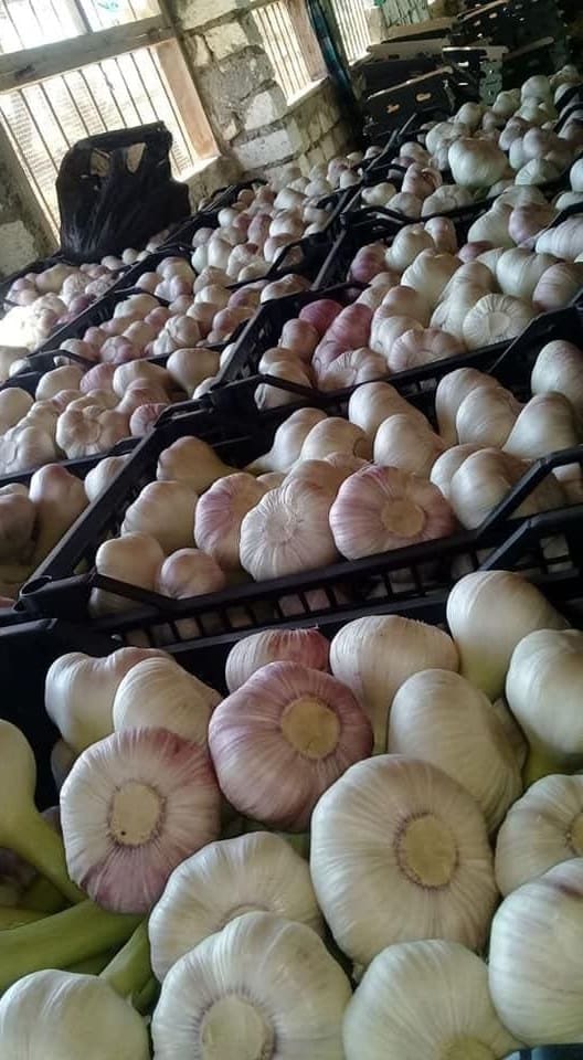 garlic